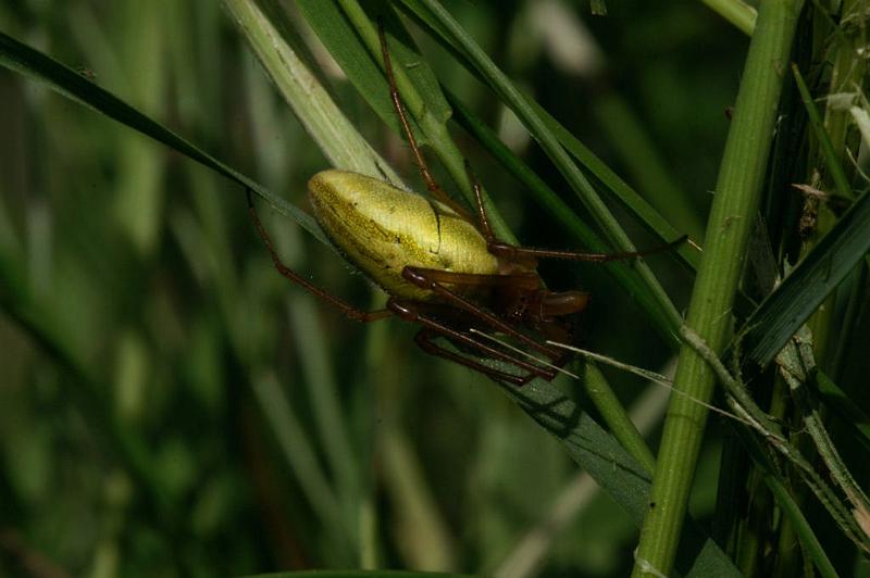 Tetragnatha_extensa_D5103_Z_85_Canal du Nivernais_Frankrijk.jpg